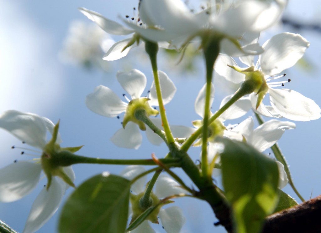 pear blossoms on a tree in spring