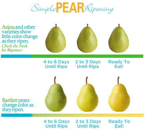pear varieties chart