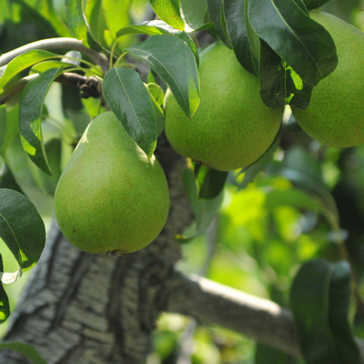 Pear Varieties List | Guide to Ten Pear Types | USA Pears