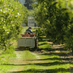 Tractor in the orchard in the sun