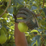 Gloved hands pick Bartlett pears in and orchard in Oregon
