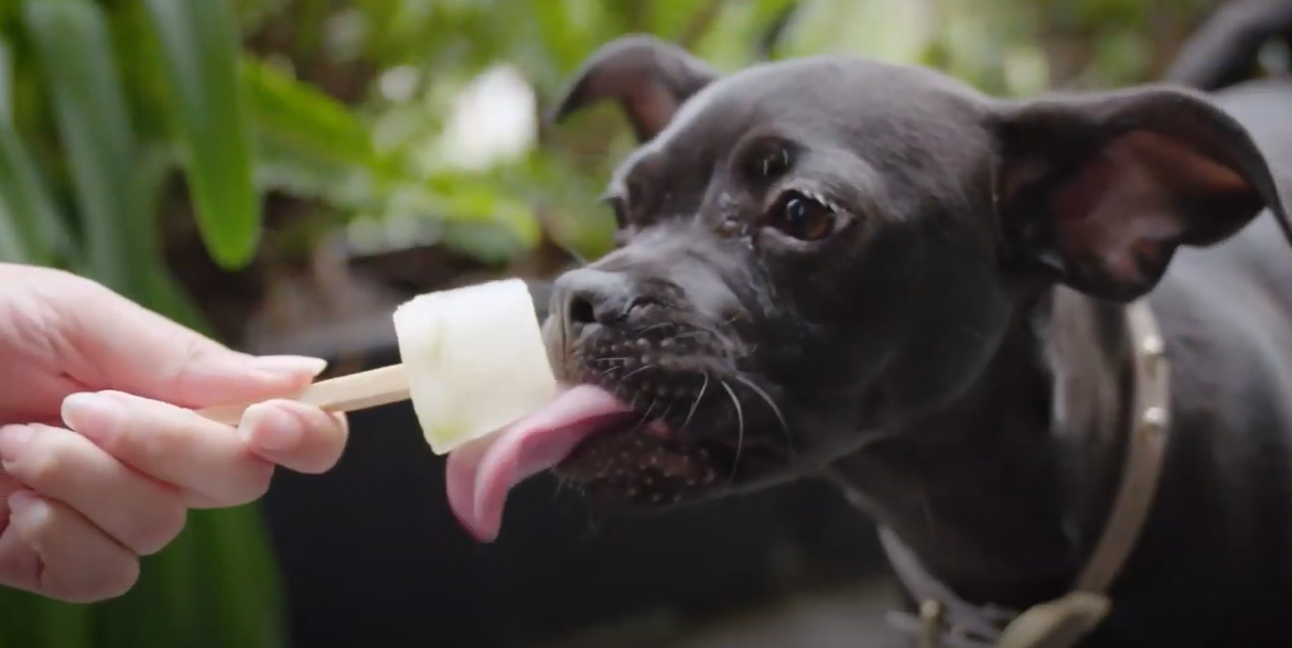 Pear Popsicles for Dogs - USA Pears