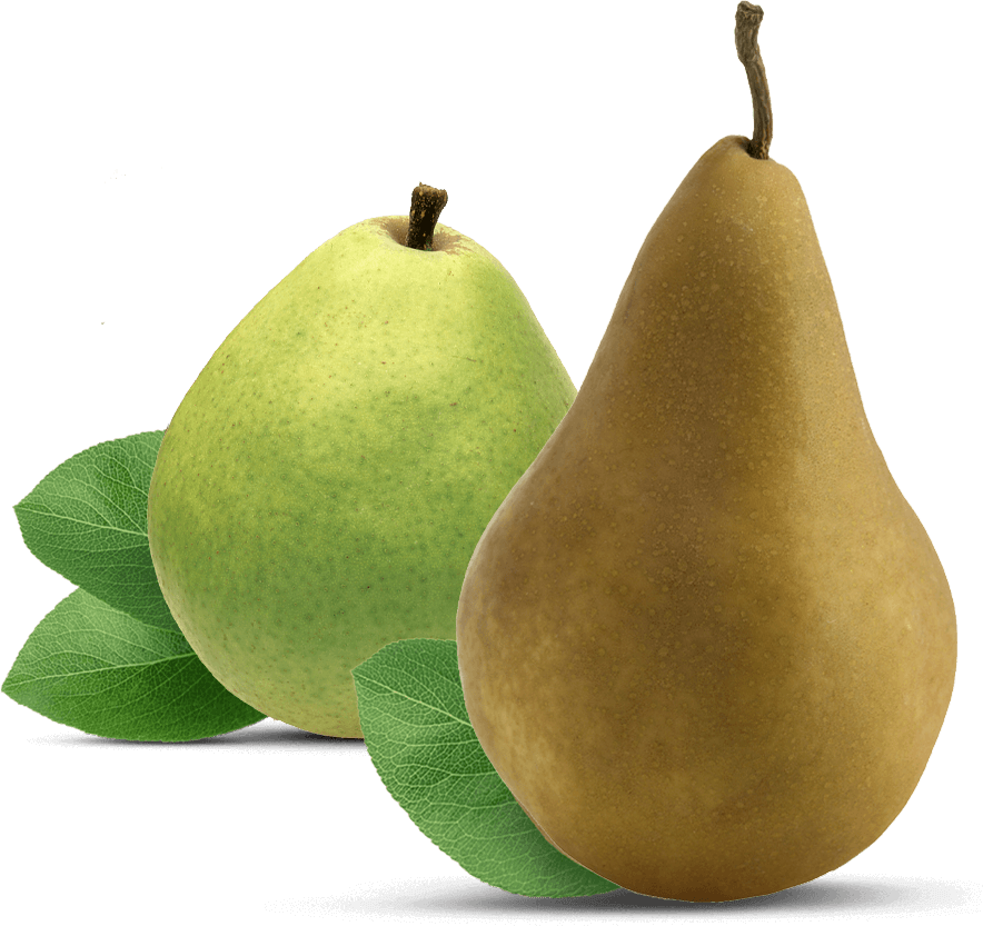 Photo: Anjou & Bosc Pears